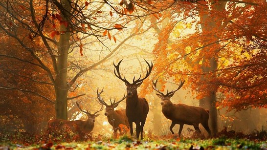 Wildsaison 2026